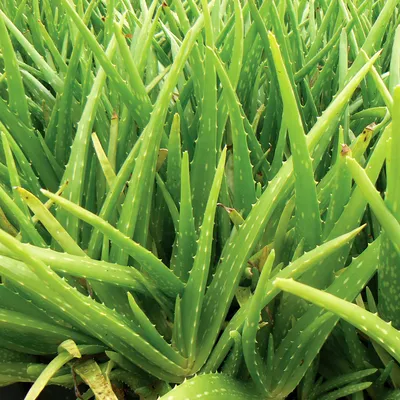 Aloe vera - The Diggers Club