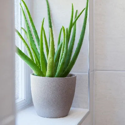 Aloe Vera Plant | Plants Express