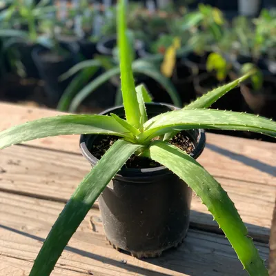 Aloe, Edible – Sarvodaya Institute