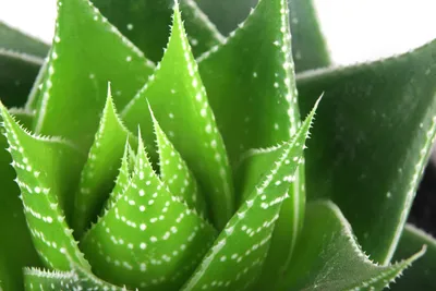 Tree Aloe - Bamboo South Coast