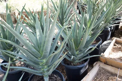 How to Grow Aloe Plants - What Kind of Soil Do Aloe Plants Need?