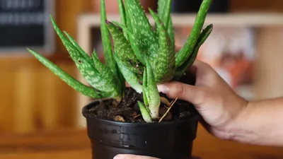 Growing and Caring for Aloe Vera | BBC Gardeners World Magazine