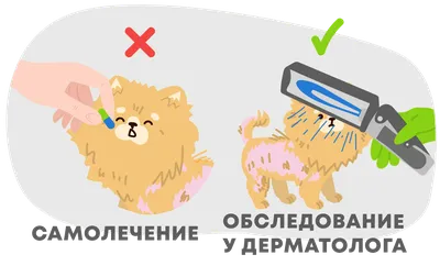 Упешное лечение пероральным применением мелатонина аллопеции X у шпица