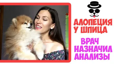 Алопеция у шпица!!!! ‼️‼️‼️ - форум владельцев померанского шпица