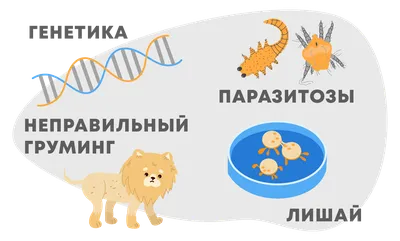 Алопеция у шпица