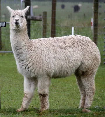 Alpaca - Wikipedia