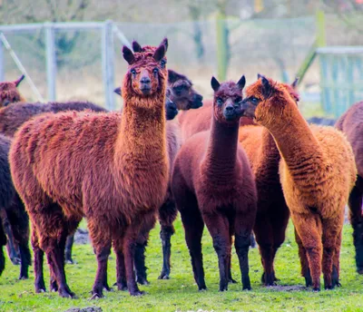 Alpaca ranč Slovenija - Alpaka Ranč Slovenija