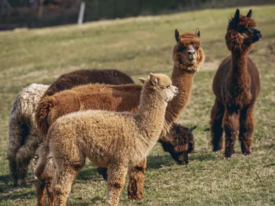 Responsible Alpaca Standard (RAS) - Textile Exchange