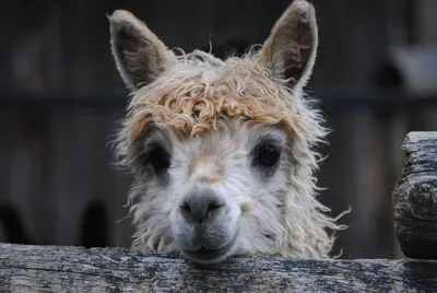 Alpaca ranč Slovenija - Alpaka Ranč Slovenija