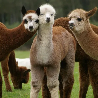 1000+ Alpaca Pictures | Download Free Images on Unsplash