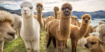 Llama and alpaca encounters at Klausnerhof in Aich