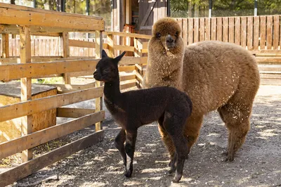 Alpaca Azerbaijan (@alpaca.azerbaijan) • Instagram photos and videos