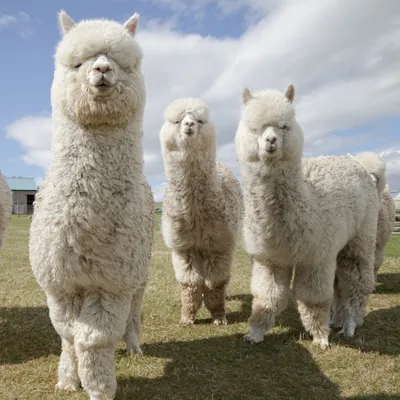 Alpaca - Tierpark Stadt Haag