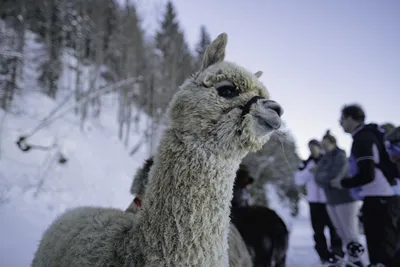 From Baku: Shamakhi City and Alpaca Farm Tour | GetYourGuide