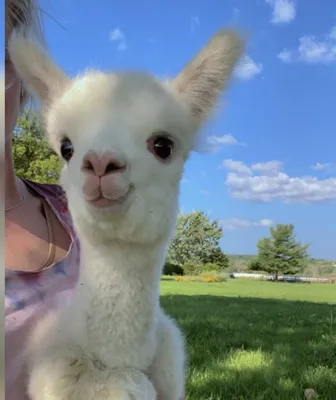 Stanford's Alpaca shows that OpenAI may have a problem