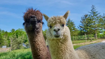 Alpaca Azerbaijan (@alpaca.azerbaijan) • Instagram photos and videos