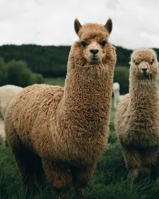 Island Alpaca Co. of Martha's Vineyard | Vineyard Haven MA