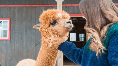 Kösen-USA - 5610 “Tansy” White Alpaca