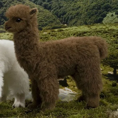 Alpaca Azerbaijan (@alpaca.azerbaijan) • Instagram photos and videos