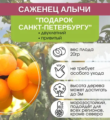 Алыча Найдена: купить в Екатеринбурге - цена 370₽ за 1 шт. - Доставка Почтой