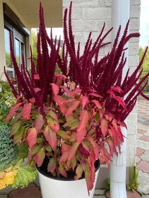 Амарант (Amaranthus) - PictureThis