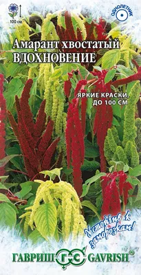 Амарант трехцветный: лучшие сорта, советы по выращиванию | Цветочная поляна  - Все про цветы | Дзен