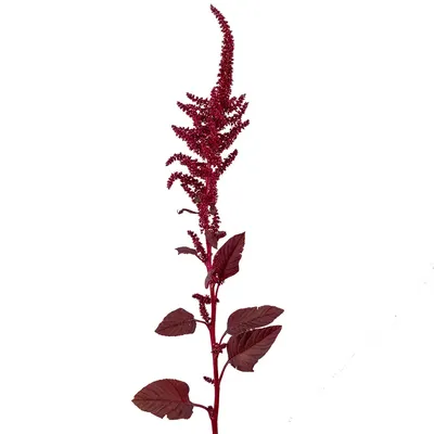 Anyone else think Amarant from FFIX was inspired by the Amaranth flower? :  r/FinalFantasy