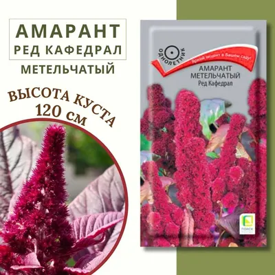 В УЗБЕКИСТАНЕ ПРОБНЫМ МЕТОДОМ ВЫРАЩИВАЕТСЯ АМАРАНТ - AGRO.UZ