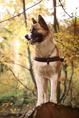 Пропала собака: Американская Акита, 9 мес., Луговской, Свердловская обл. |  Pet911.ru