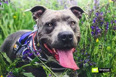 Собака Amstaff в лесу стоковое изображение. изображение насчитывающей  счастливо - 169071321