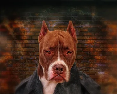 Терьер Amstaff 2 собак, играя Tog войны снаружи. Молодые и старые весело  собаки на заднем дворе Стоковое Фото - изображение насчитывающей  американская, любимчик: 196238208