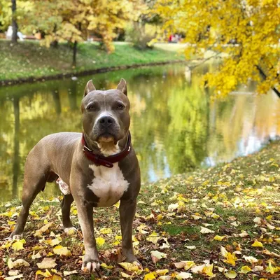 staff #pitbull #верныйдруг #amstaff #собака#pit #bul #пес#pitistaff#порода  #питбуль... | Bully breeds dogs, Pitbull dog breed, Dog breeds