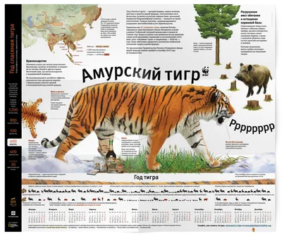 Амурский тигр — Энциклопедия Руниверсалис