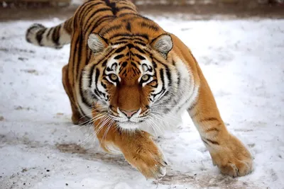 Амурский тигр. Photographer Bogdanov Oleg