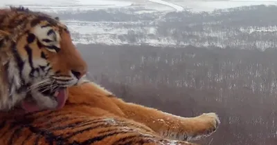 Амурский тигр в снегу» — создано в Шедевруме