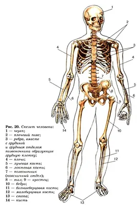 Анатомия человека: основные кости и скелет
