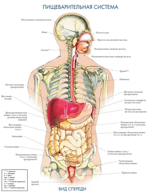 Анатомия человека органы (34 фото)