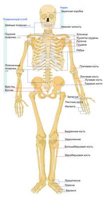 Картинки анатомия человека для студентов (47 фото) » Картинки, раскраски и  трафареты для всех - Klev.CLUB