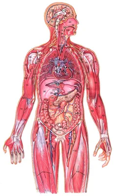 Картинки анатомия и физиология человека (49 фото) » Картинки, раскраски и  трафареты для всех - Klev.CLUB