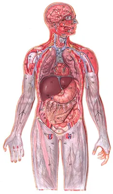 Картинки расположение органов человека (53 фото) - 53 фото