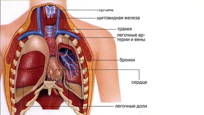 АНАТОМИЯ ЧЕЛОВЕКА - что такое в Энциклопедии Кольера