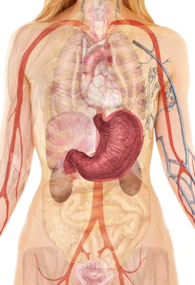 Как Расположены Внутренние Органы? Анатомия Человека + Картинки | Анатомия,  Картинки, Человек