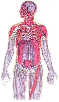 Картинки анатомия человека (47 фото) » Картинки, раскраски и трафареты для  всех - Klev.CLUB
