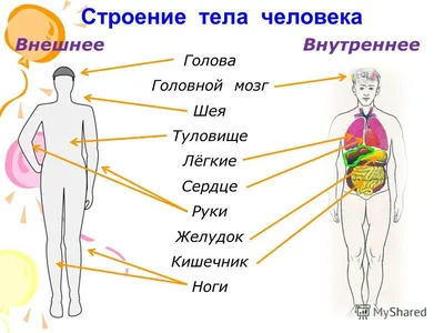 картинки : памятник, статуя, Легкое, тело человека, Анатомия человека,  Скульптура, Изобразительное искусство, храм, глава, Орган 2927x4390 - -  60819 - красивые картинки - PxHere