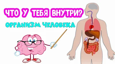 Сахарный диабет. Анатомия человека. - Анатомия человека