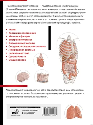 Анатомия человека фото - origins.org.ua