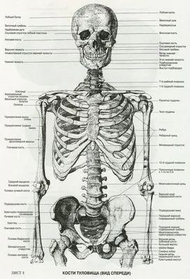 Картинки анатомия человека (69 фото)