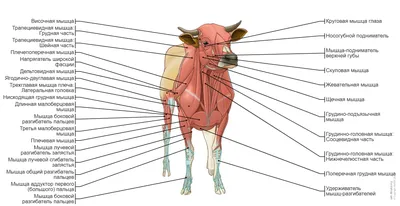 Общая анатомия быка и коровы ‒ Иллюстрированный атлас : нормальная анатомия  | vet-Anatomy