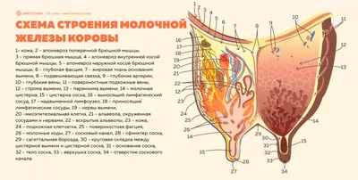 внутренняя анатомия коровы с органами Иллюстрация вектора - иллюстрации  насчитывающей художничества, тварь: 232624603