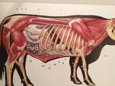 Костная система крупного рогатого скота : нормальная анатомия | vet-Anatomy